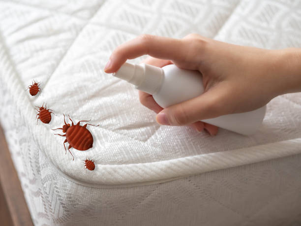 Best Pest Removal Services  in Mohave Valley, AZ